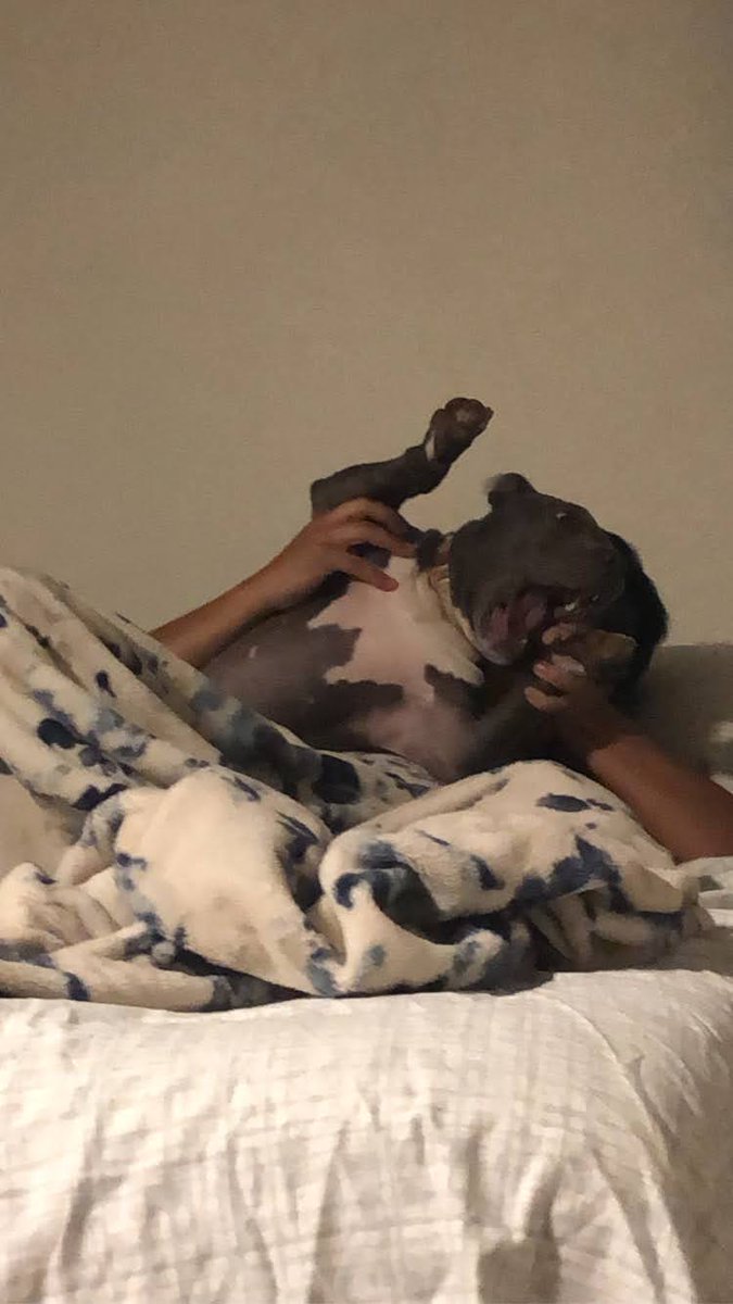 maydayitskae's tweet photo. @izzy2_13 and I signing up our dogs to have an interview at a doggy day care and filling out like a 13 page form to apply (I assume) feels exactly like trying to get a child into private school. Anyways, we are nervous about 1 dog passing the interview and u guess which one https://t.co/nE43f756Kq