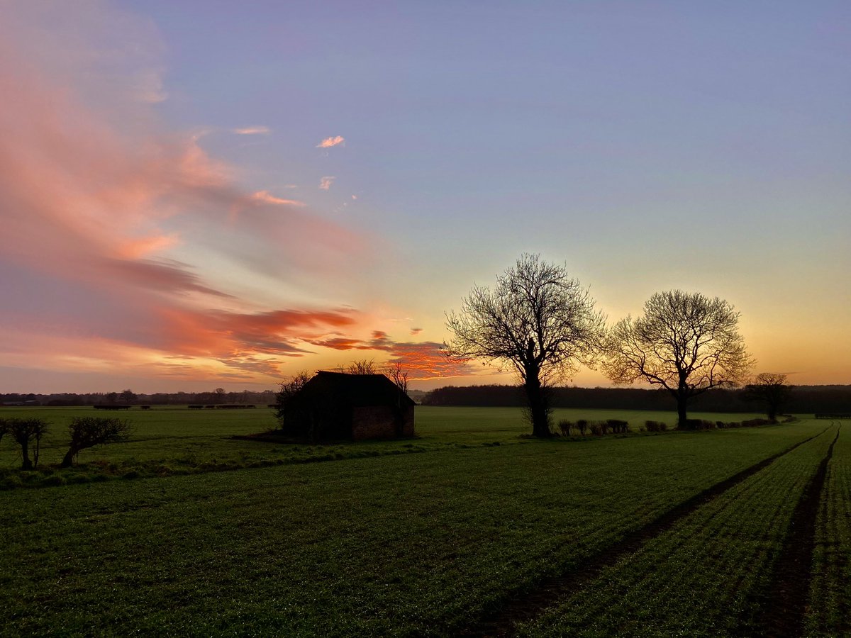 Dusk. 3°C and magical light. Geese overhead.