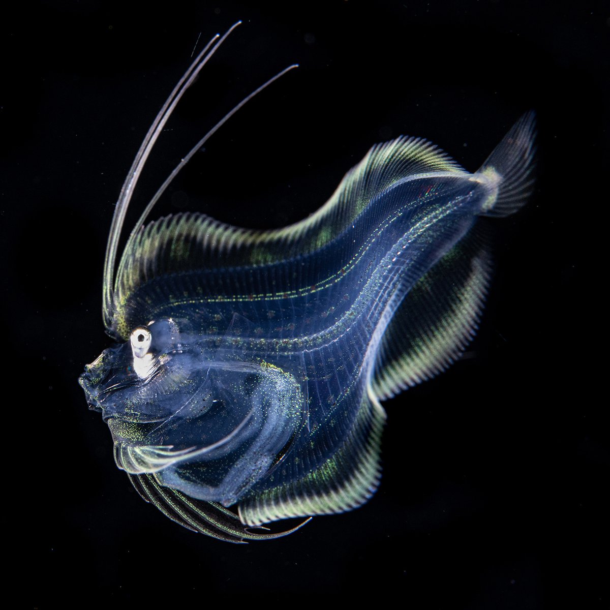 Mystifying and translucent, deep-water animals seem to take on almost any shape.

With very low, to no light penetrating deep into the #ocean, many species have limited usage of their eyes, instead relying on feelers to detect prey and predators.

#OceanCreatures #OceanTreasures