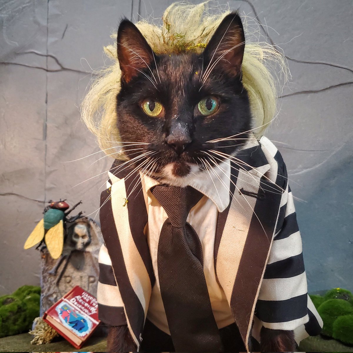 Cat_Cosplay's tweet photo. Say his name 3 times and he'll knock everything off the shelves, tables and counters. https://t.co/OPvLg1Vugh
