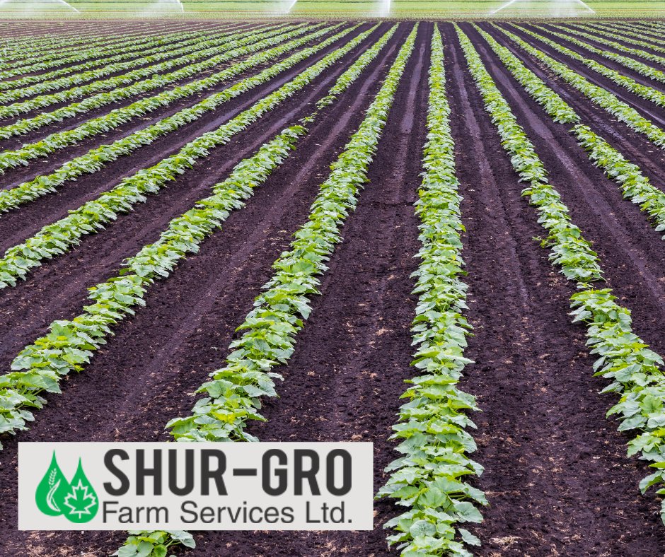 .<a href="/ShurGroFarmServ/">Shur-Gro Farm Services</a> is #NowHiring a Sales Agronomist in #Manitoba! 

The Sales Agronomist will develop strong business relationships with our farm customers based on sound agronomy and customer service.

Apply now on #AgCareers!
ow.ly/WBtL50Hs0EN