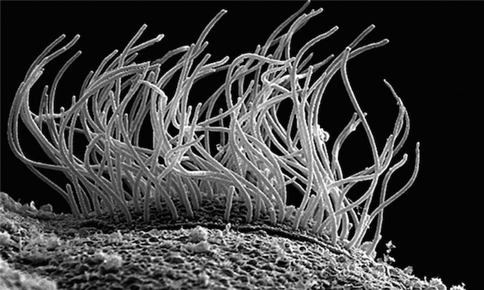 Even after 1 billion years of evolution, humans and a tiny aquatic organism still share this key organelle that could help reveal clues about birth defects. cns.utexas.edu/news/ancient-c… <a href="/edward_marcotte/">Edward Marcotte</a> <a href="/ColleenMulvihi2/">Colleen Mulvihill</a> @computingCaitie