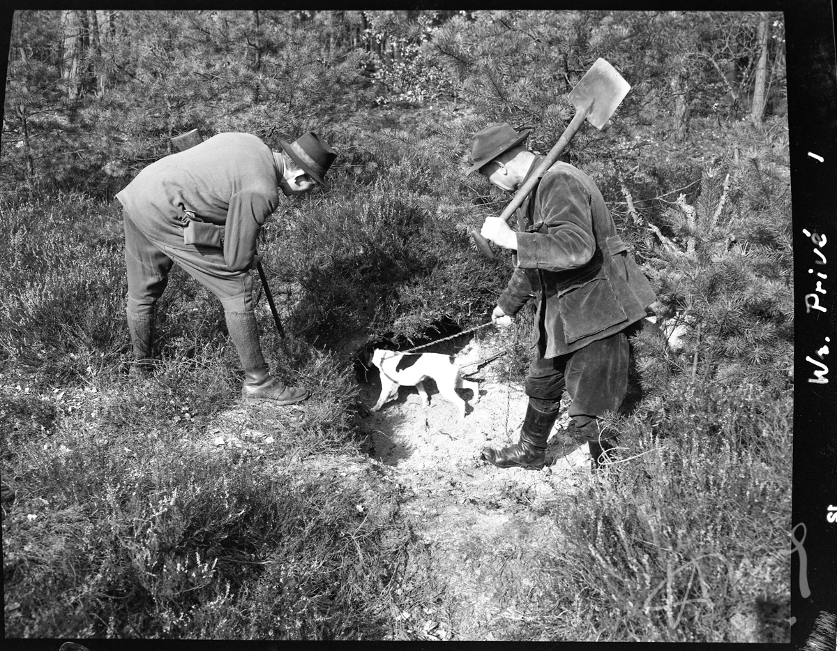HugoWilmar2's tweet photo. 1/2 Onlangs gevonden in het familiearchief van Hugo Wilmar en vers onder de scanner vandaan! Dia's van het uitgraven van een vossenbouw. Waarschijnlijk met de jachtopzichters van de Horsten (de gebr. Veldhuizen). ± 1943?
#vossenjacht  #uilen #ransuil #DenHaag #horsten https://t.co/qQ9fIu8kxV