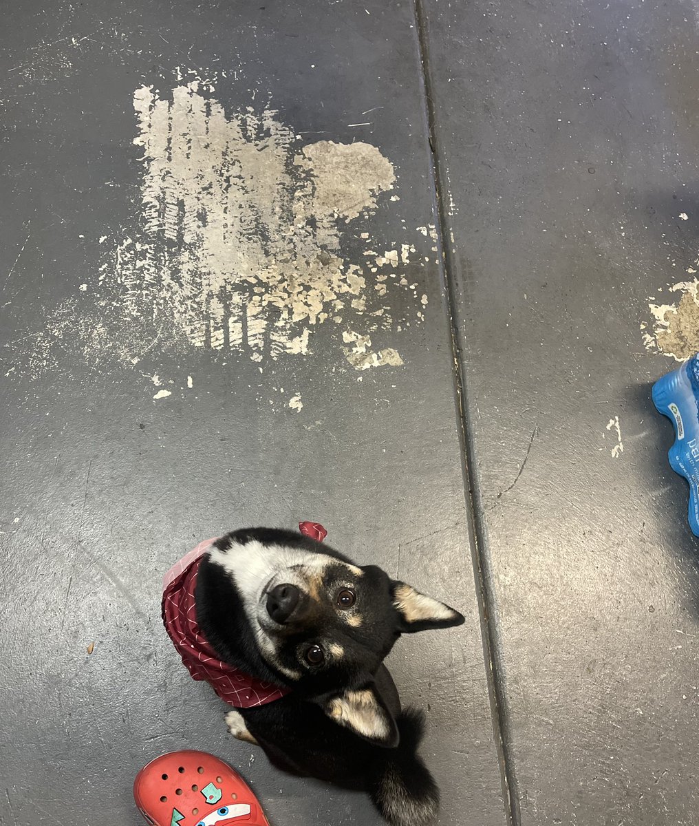 Michael San Diego (MCV) tweet media