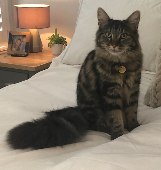 indiriver's tweet photo. Anyone in the Tooting, if you could please keep an eye out for our beautiful Bailey, he has been missing since Saturday 8th January. He may be in a shed, or a cupboard if you wouldn't mind checking, or please let us know if you see him! 
@tootingnewsie #tooting #tootingbroadway https://t.co/i7S0YLFIu1