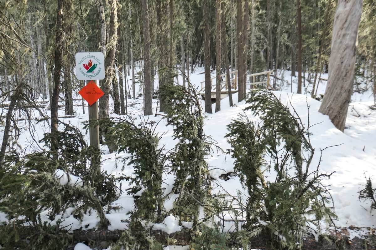 Moose Creek Loop is a mess of downed trees, unlikely to be cleared until early summer. Not recommended. In one area it appears a microburst has touched down and levelled all trees for about 300 m.
