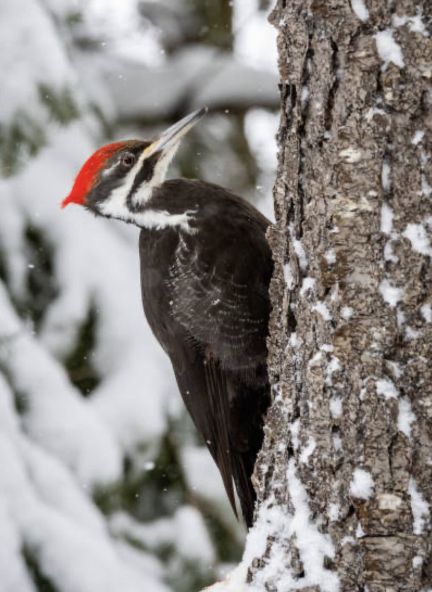 In Ojibwe our word for woodpecker is baapaase.