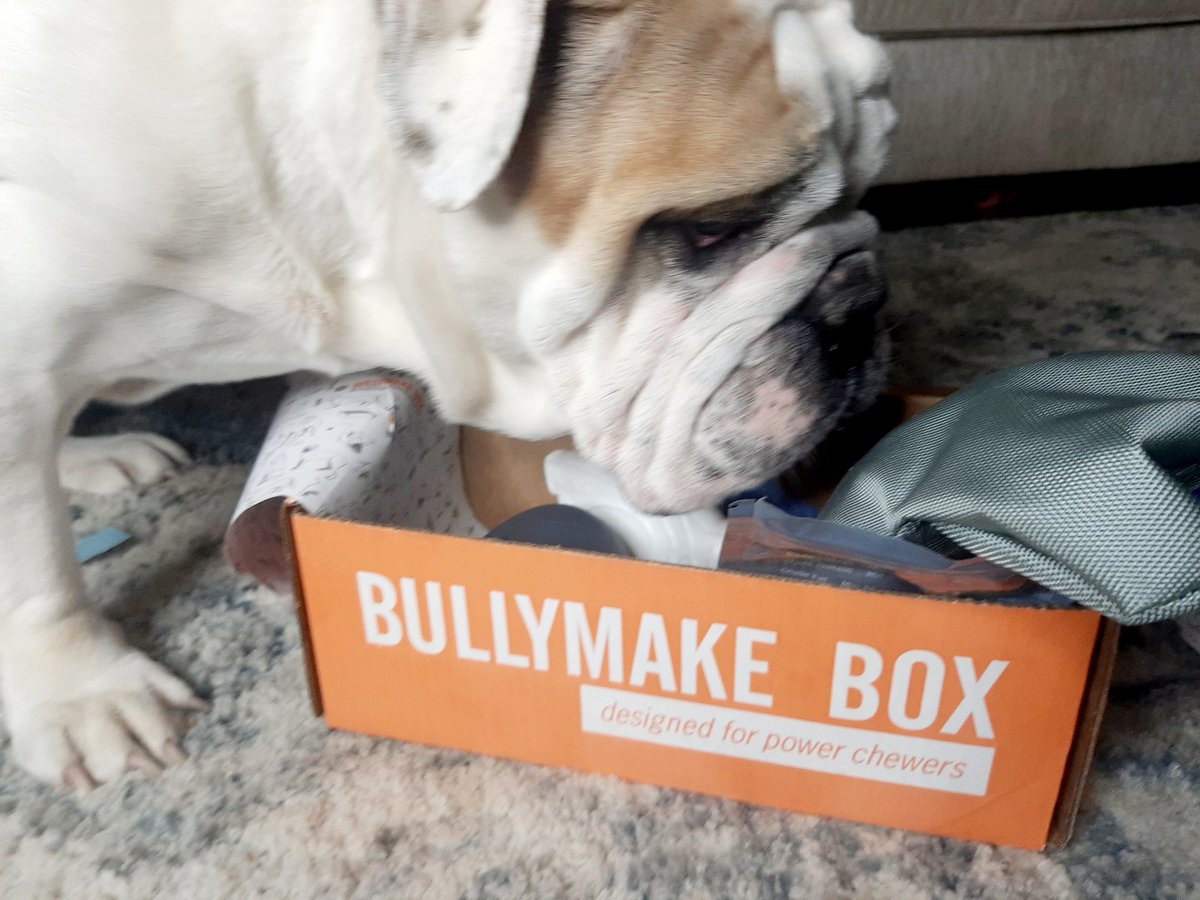 cmaritaylor's tweet photo. Dozer loves his @bullymake Box ❤ If you have heavy chewers of just a dog that literally chews through everything Go check them out ... Seriously! It's worth it! 
https://t.co/nLHf67dgY4 
#bullymake #dogtoys #chewtoys #heavychewers #dogsubbox #subscriptionbox #cmaritaylor https://t.co/Ekat24rHCl