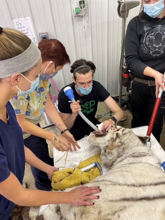 pucvm's tweet photo. Tigers need doctors too!

#BeAPurdueVet at https://t.co/CpMI74hDU7

#TigerMedicine #Tiger #LoopAbroad #PurdueVetMed #VetLife #TigerVet #Boilerup #Boilermakers #PurdueUniversity @LifeAtPurdue @AVMAvets https://t.co/GIK1k1foc0