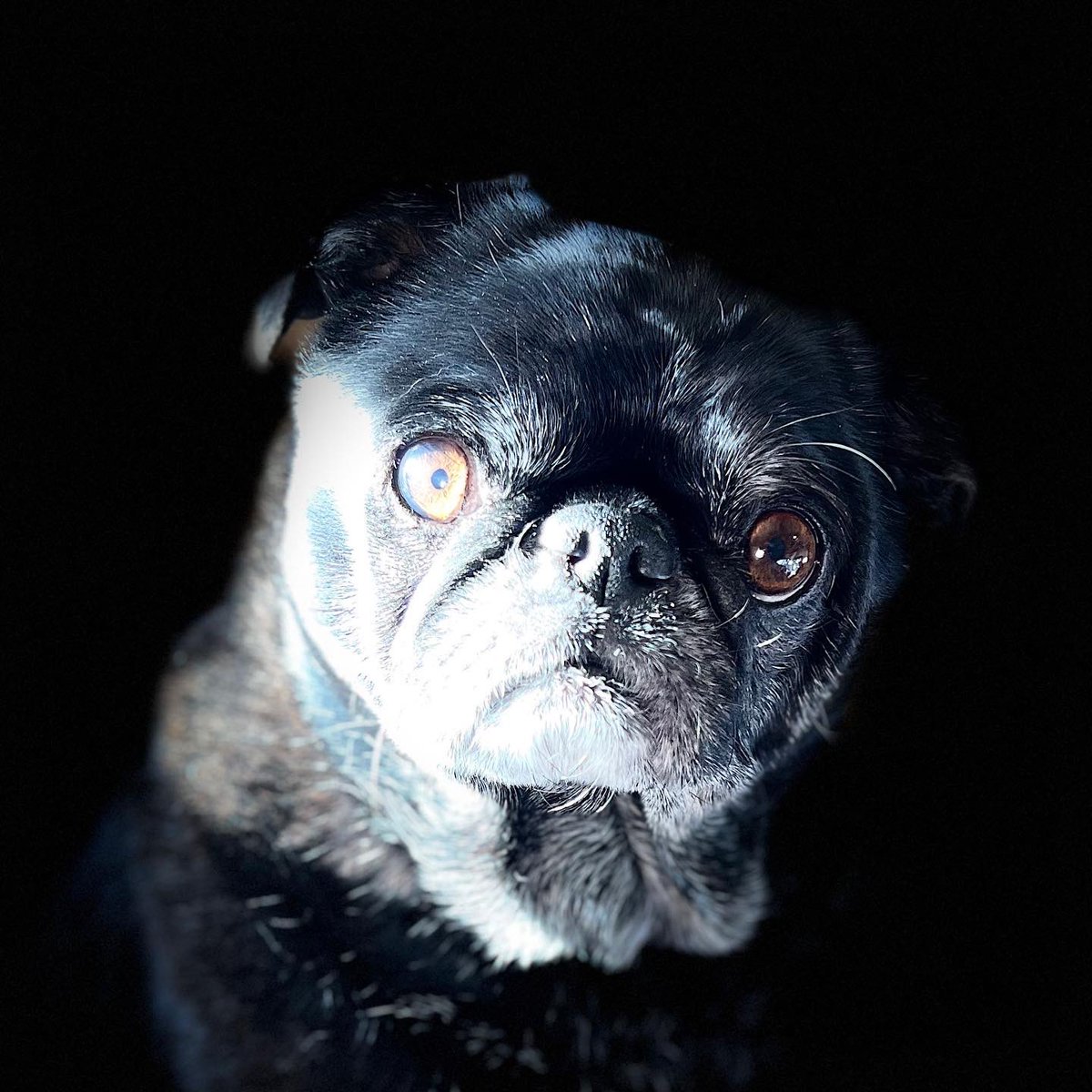 Doing some modeling for momma. #pugmodel #blackpug #pippa #pug