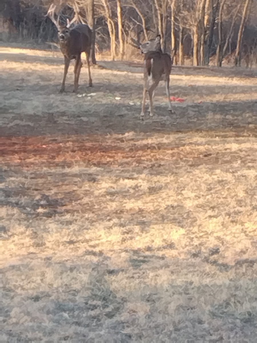 PatristicPastor's tweet photo. Saw these Beauties out on my run.
Hope @RustyMcMullen @Vern_Charette are puttin' in the work.
Concerned for @OKBaptists Exec.-Treasurer @etoddfisher as he has to deal with rascally pastors like me now; run that stress off, Bro! @brettselby will make sure. π #FatBoyRunningCo https://t.co/xZ6aJfV6IC