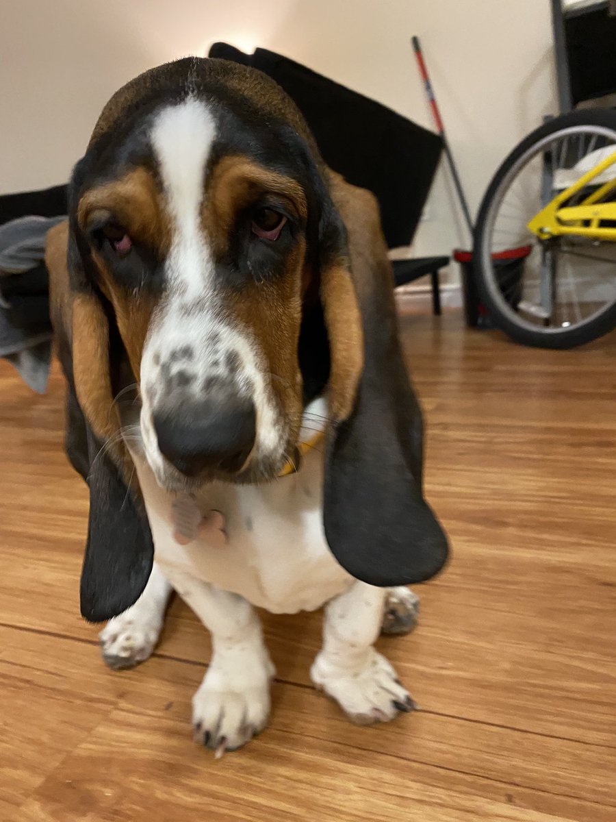 look at those ears! ❤️