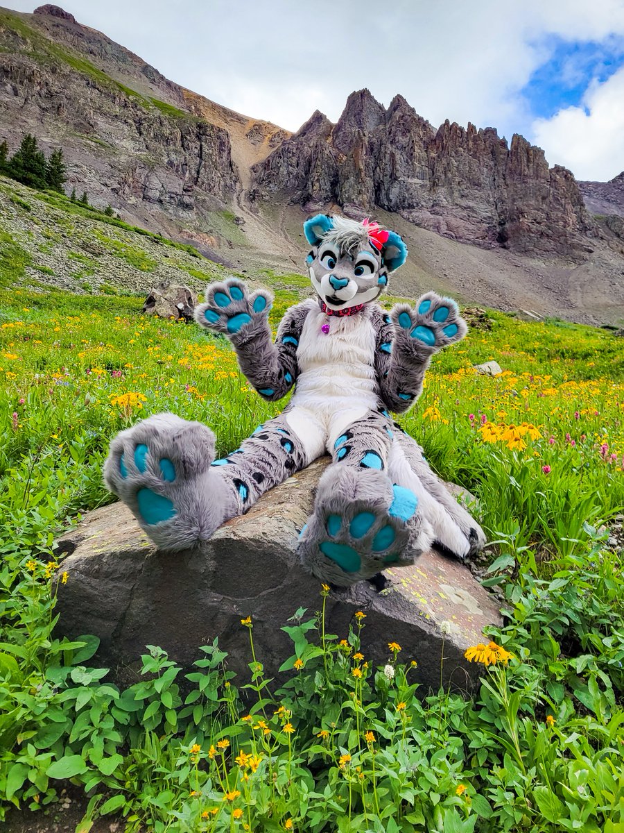 paws and the mountains, name a better combo 🥰 photo by @slatecollie