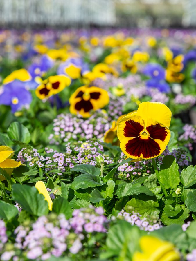 MetrolinaGHS's tweet photo. These early season Combos with Pansies and Alyssum offer easy container options for porch or patio décor. They contain plants that are cold hardy and will dress up any area. They would work in the ground too! #winterplanting #metrolinagreenhouses https://t.co/xNMEy2Oc4j
