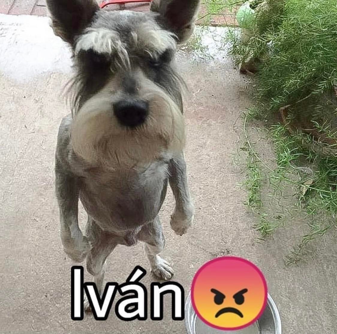 Ivan Martínez tweet media