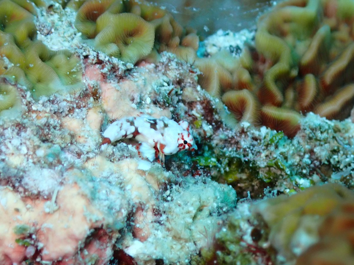 ClaassensLouw's tweet photo. Just look at this teeny tiny cutie pie! Is this a baby Moyerβs #dragonet? #teamfish #cryptobenthic #palau #tinycritters https://t.co/T4uqfIMx9T
