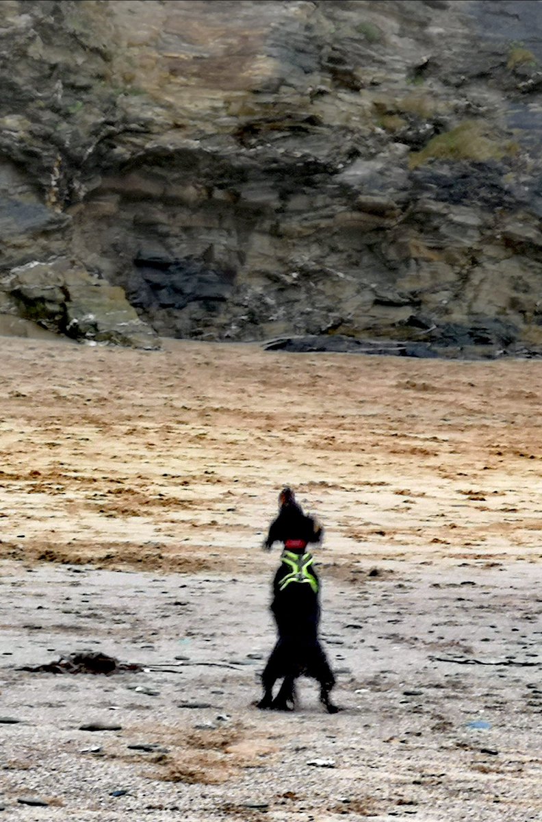 mojomarconi's tweet photo. Hey tweetypeeps. I been to da beach again. I love it. I had to have a small ball tho coz my #chuckitkicknfetch broke so my new one is on da way. I love running in da sand n sea. #dogsatthebeach #DogsAreFamily #dogsarelove #dogsarefunny https://t.co/ypfZhZvxDf
