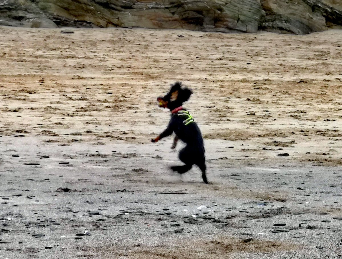 mojomarconi's tweet photo. Hey tweetypeeps. I been to da beach again. I love it. I had to have a small ball tho coz my #chuckitkicknfetch broke so my new one is on da way. I love running in da sand n sea. #dogsatthebeach #DogsAreFamily #dogsarelove #dogsarefunny https://t.co/ypfZhZvxDf