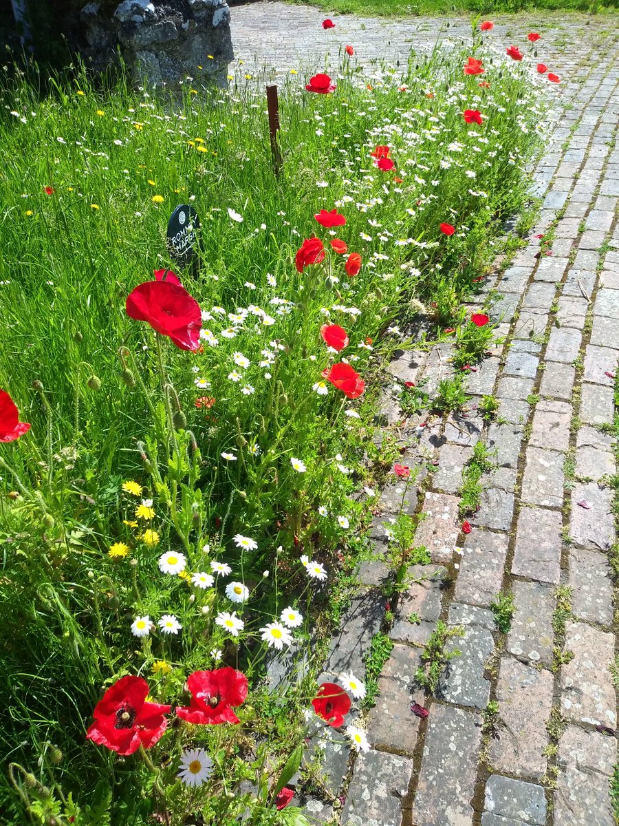 5thContinent's tweet image. Celebrating #HeritageTreasures day  A view of the 1940's through the screens at Newchurch, creation of wildflower meadows and new mosaic artworks in churches, all made possible through #HeritageFundL_S 

#kentwildlifetrust 
#romneymarsh