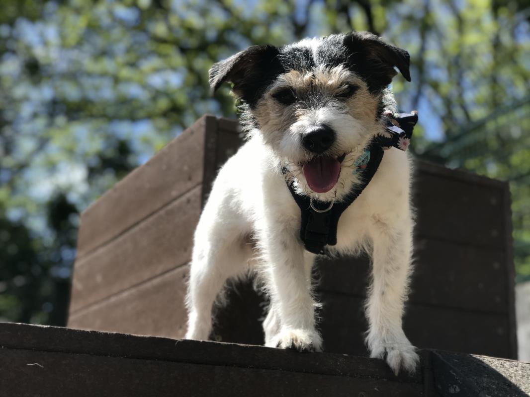 Please retweet to help Ginger find a home #ILFRCOMBE #DEVON #UK 
Sweet Terrier aged 5-7, she may be able to live with another dog and would prefer a female adult home due to past experiences. 
DETAILS or APPLY👇
dogstrust.org.uk/rehoming/dogs/……
#dogs #DogsofTwittter #pets #animals