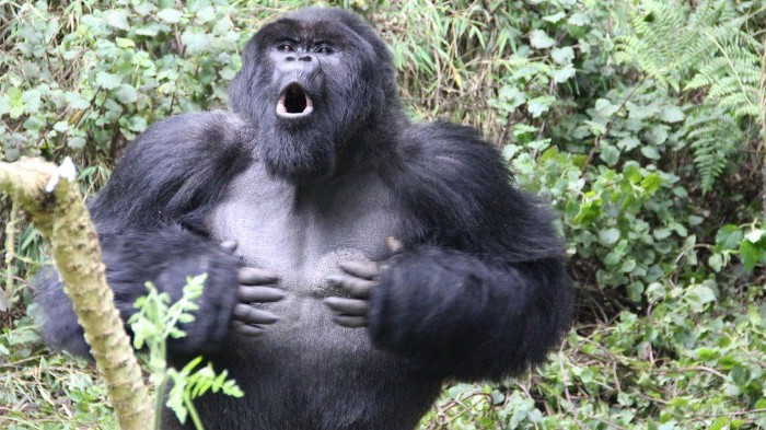 MagicApeSchool's tweet photo. 🐵Good evening, Apes!
     ✨The distribution of Apes for giveaway winners is over. 
     ✨If you won an ape, but did not get it - dm me.
     ✨Results of last 10 apes giveaway finally here (under this tweet) - dm me your stx addreses!
❤️ With love, MAS team, cool news soon! https://t.co/oWaElH7Ema