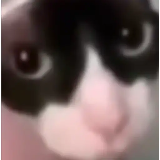 suki suki daisuki (@cat6vie) on Twitter photo 