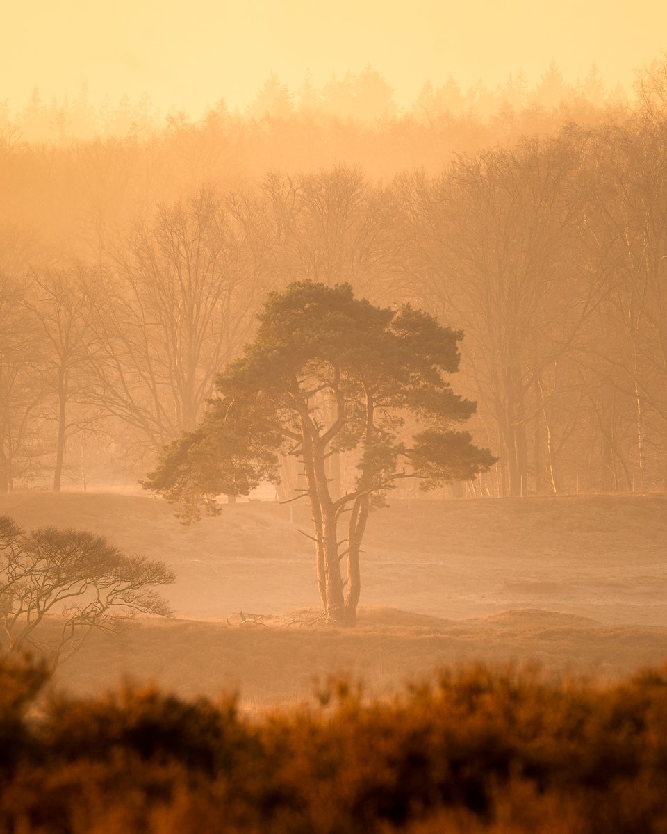 gooifotograaf's tweet photo. Wow! De #zonsopkomst van vanmorgen gaf de heide rond #Hilversum een gouden glans!

#mooigooi https://t.co/l3jHLnr9nK