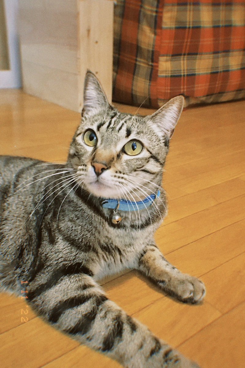 luu_lopp's tweet photo. No supero lo guapa que está mi gata con su nuevo collar 🥺😍 https://t.co/fM7IJxr3Ya