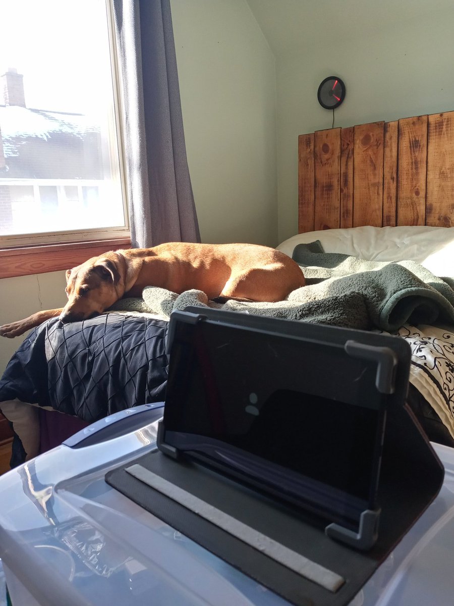 SSS_Howie's tweet photo. "Attending" a #zoom meeting with Mom. 
From atop an overly fuzzy blanket.
From across the room.
With my eyes mostly closed.

#working #workingdog #WorkFromHome #K9 #DogsofTwittter #dogs #therapydog #coldwave https://t.co/8N7LSslEFw