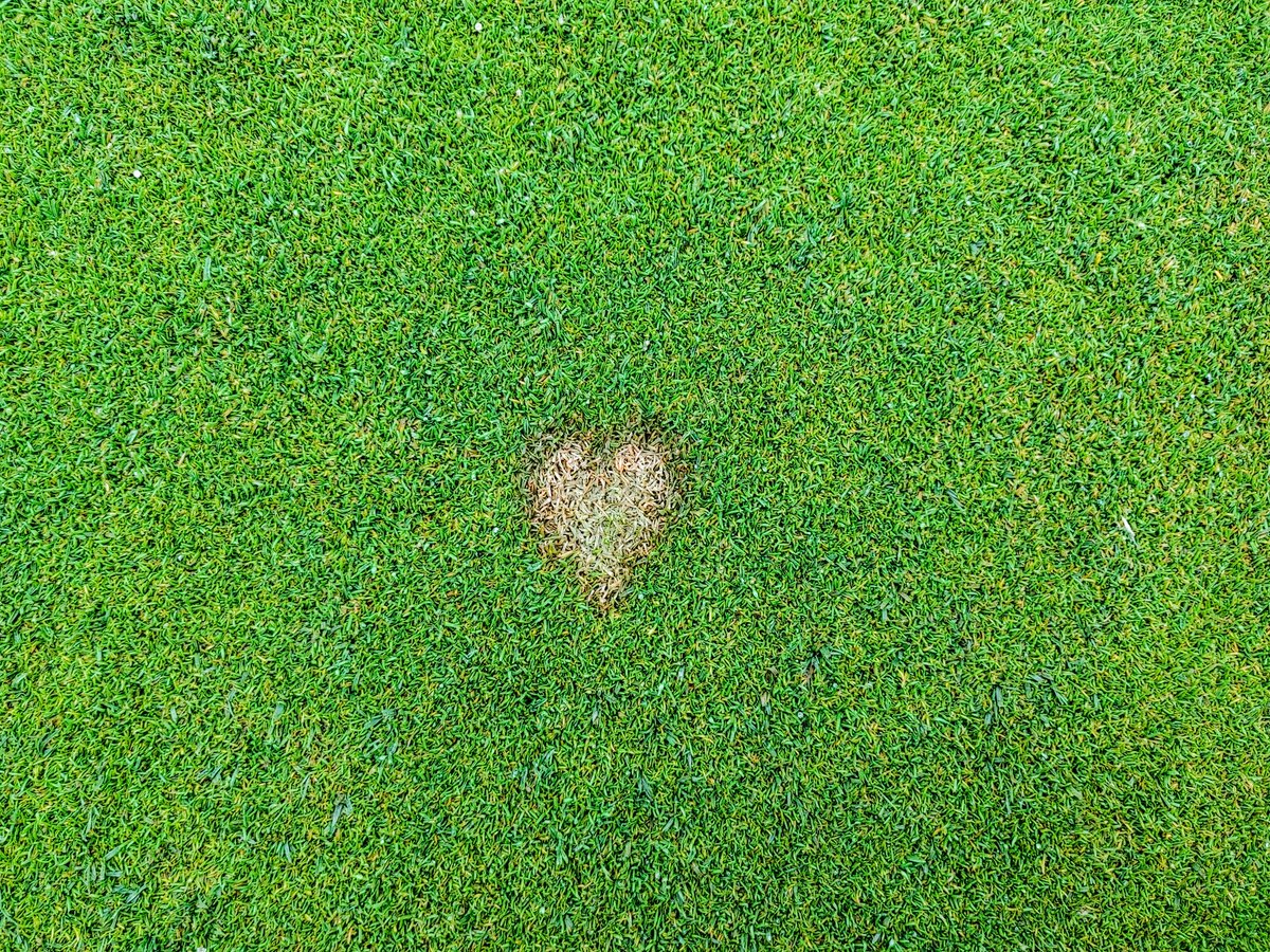 Microdochium showing its love for the recent extended snow cover. We see you my "friend"... So will the 08s shortly 😉 #PNWlife #turflife #islandgolf <a href="/CordovaBay/">Cordova Bay Golf Course</a>