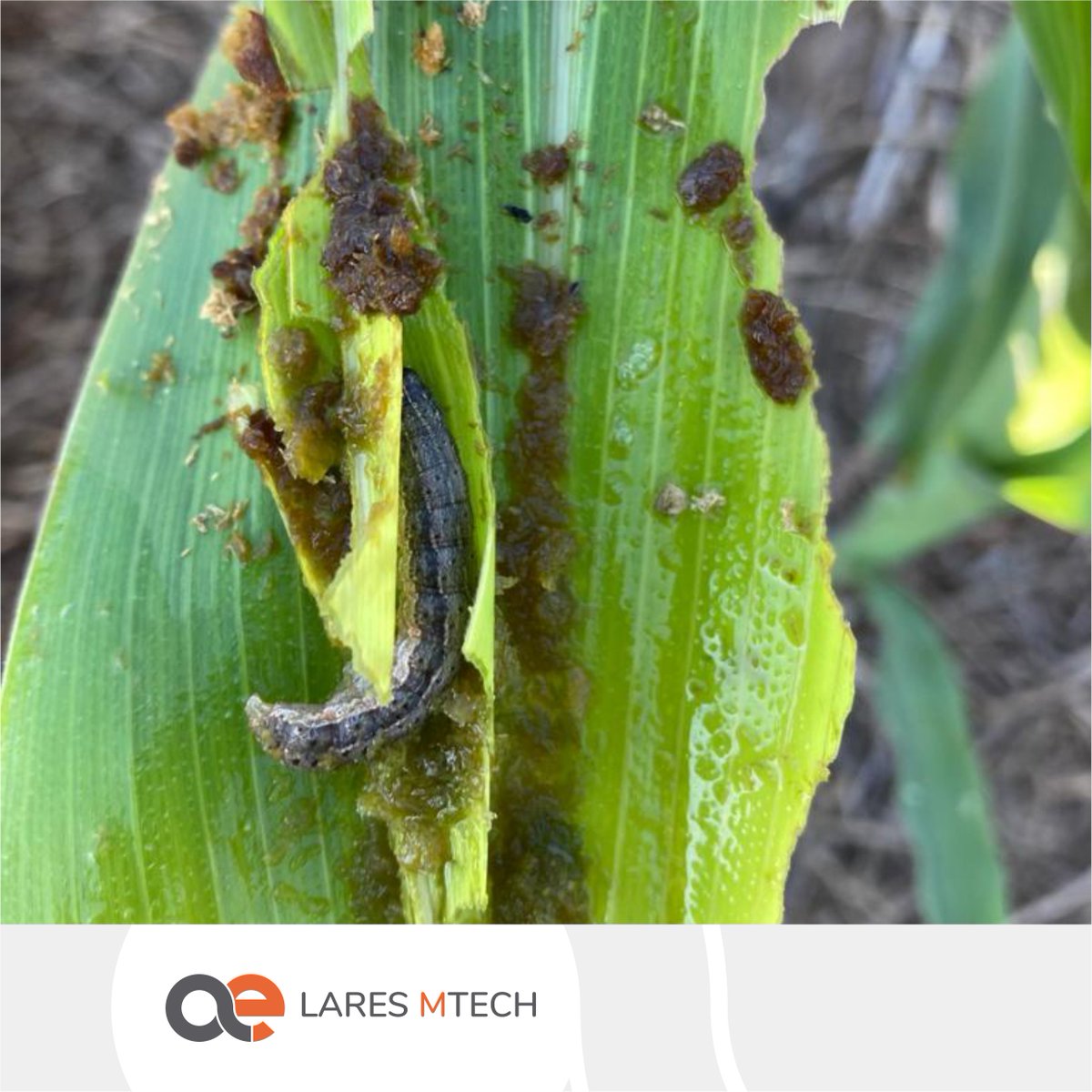 LaresSRL1's tweet photo. 🌽🐛Primeras detecciones de #Cogollero en #maíz tardío y de segunda en algunos lotes en el Norte de BA.
¡A no descuidar los monitoreos!
#Spodopterafrugiperda #YoMonitoreo #LaresMTech https://t.co/C7KqBv9fVi