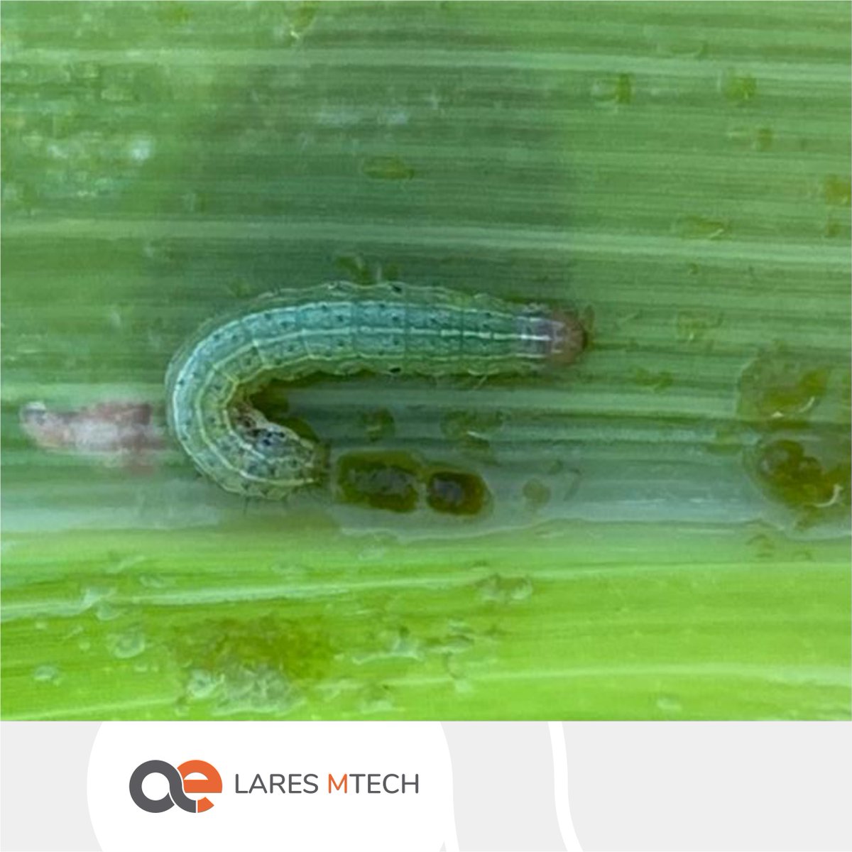 LaresSRL1's tweet photo. 🌽🐛Primeras detecciones de #Cogollero en #maíz tardío y de segunda en algunos lotes en el Norte de BA.
¡A no descuidar los monitoreos!
#Spodopterafrugiperda #YoMonitoreo #LaresMTech https://t.co/C7KqBv9fVi