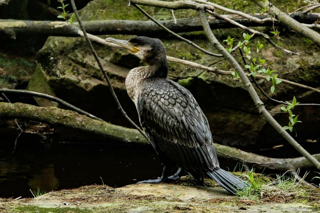 ToomerPhoto's tweet photo. Capturing nature without disturbing it its really hard. 
I spent a long time sneaking as close as I could without scaring this beauty! 

Where do you like to go walking? 
I'd love some new suggestions!! https://t.co/69wPyRiOxk https://t.co/wMNTMWoD7z