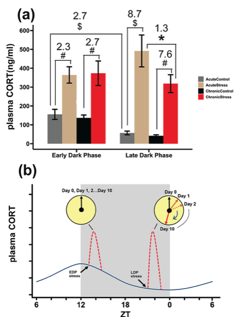 Uncontrollable social defeat #stress is capable of shifting peripheral #clocks in a time of day dependent and tissue specific manner in 🐭. #JBR (bit.ly/3K2hWFC) <a href="/ChronoLabNL/">Chronobiology Lab Groningen</a> #circadian