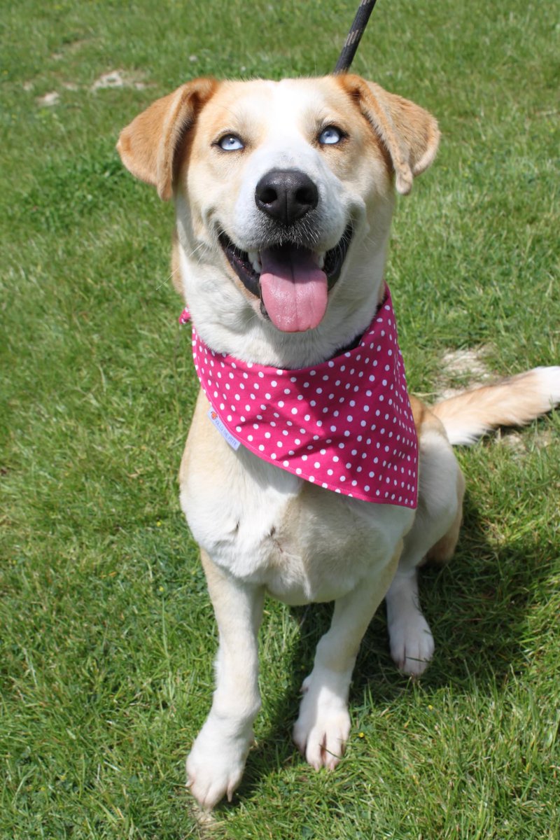 swbrescue's tweet photo. Blue eyed beauty Azul needs a forever home. Read below on her incredible story.. it's amazing what shes experienced &amp; she still has so much love to share. 
Please share to find this darling a home soon!
#RescueDogs #AdoptDontShop #dogsoftwitter #RESCUE

https://t.co/BYNrs8tN7e https://t.co/9iKRuXB0bk