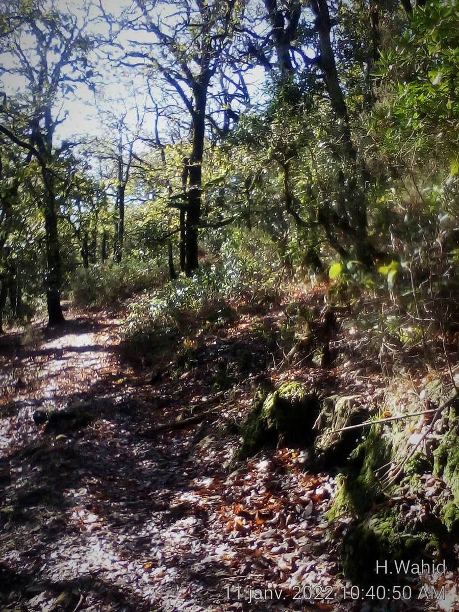 wahiddell's tweet photo. Parcourir une grande diversité de paysages naturels de toute beauté. Savourer à fond le plaisir de la randonnée loin du tumulte de la vie quotidienne..
#Ain_draham https://t.co/3jrUEH2y2z