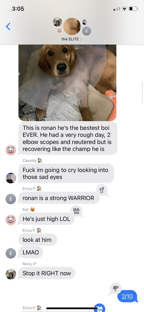 SkyeFitchett's tweet photo. A series…

rating the dogs my vet friend sends our gc very very lowly /10 just to get a rise out of them for my own entertainment

took 4x to be booted from the gc, I think I can do better next time https://t.co/XnvfmdY3bZ