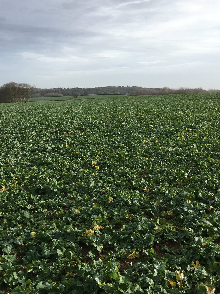 John Lycett (@oldmuckspreader) on Twitter photo <a href="/broadwayorchard/">Rory</a> <a href="/GuyDavies16/">Guy Davies</a> <a href="/LittleBigFarm/">Berkshire Farm Girl 🚜🌾🇬🇧</a> Everywhere I look it’s green and growing #mildweather <a href="/broadwayorchard/">Rory</a> <a href="/GuyDavies16/">Guy Davies</a> <a href="/LittleBigFarm/">Berkshire Farm Girl 🚜🌾🇬🇧</a> Everywhere I look it’s green and growing #mildweather