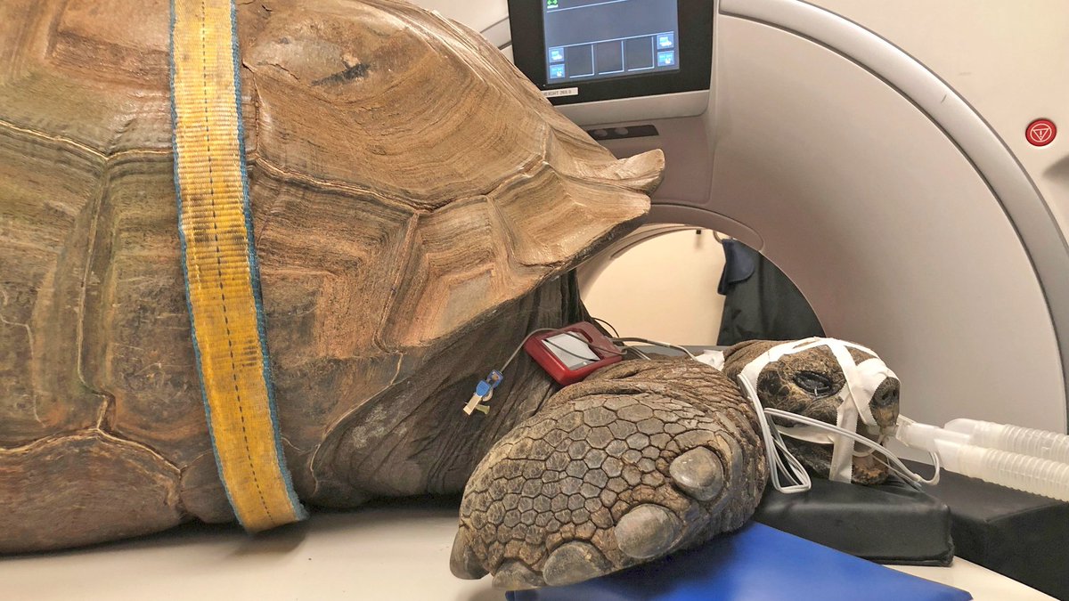msuvets's tweet photo. A day in the life of Spartan veterinarians: collaborating with @binderparkzoo and performing a CT scan on "Al," the 85-year-old Aldabra giant tortoise. 🐢 https://t.co/NIEGUwWaqT https://t.co/j3pXLoMXg9