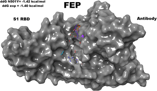 JCIM_JCTC's tweet photo. #N501Y and #K417N Mutations in the Spike Protein of #SARSCoV2 Alter the Interactions with Both #hACE2 and Human-Derived Antibody: A #FreeEnergy of Perturbation Retrospective Study #FEP #COVID19   
https://t.co/Di9buqMfqv     
@FFratev  
#current_issue #compchem https://t.co/05ASqPirCX