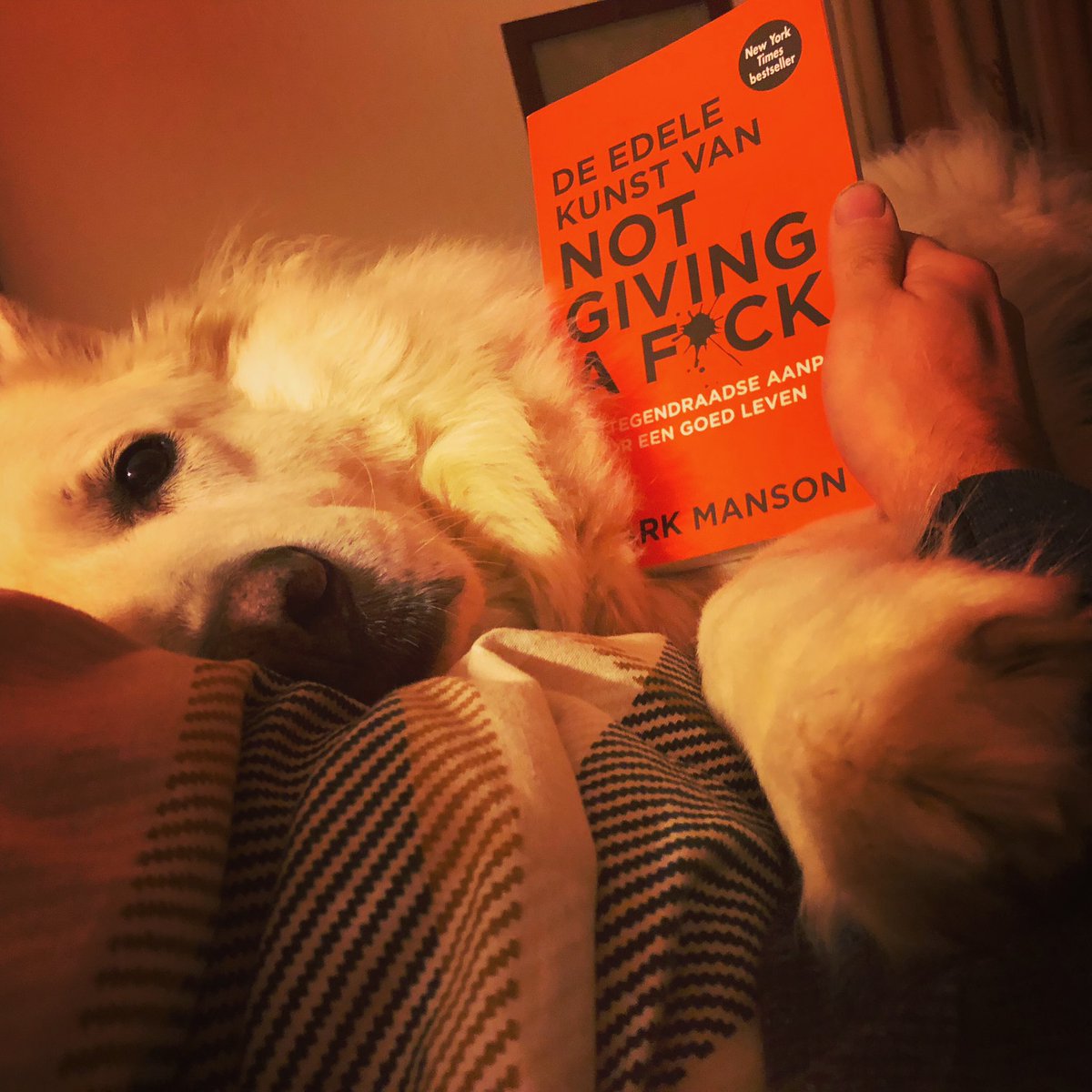 koenschrooten's tweet photo. A certain someone is not so subtle about wanting to be pet and not giving a F about dad trying to read before bedtimeโฆ
#dex #dog #naptime #swisswhiteshepherd #bergerblancsuisse #readingbeforebed #thesubtleartofnotgivingafuck #belgiumbarking https://t.co/XsXrr4pOvo