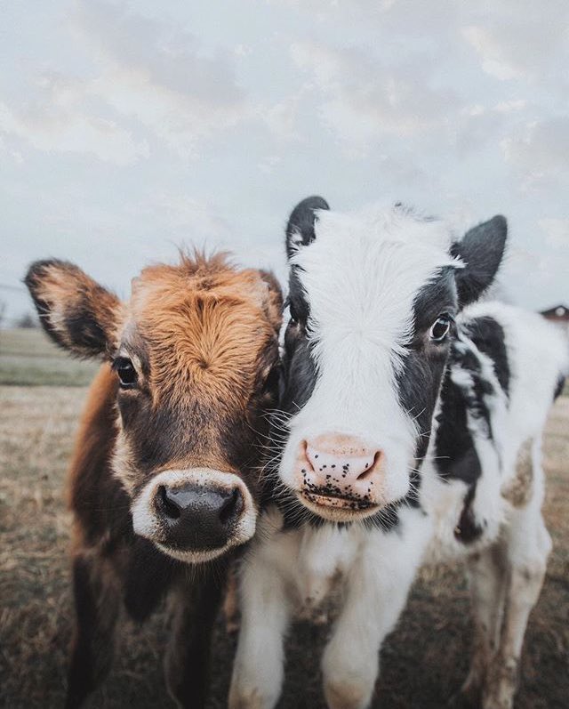 RAntiespecistas's tweet photo. Buenas noches 🌙 a las veganas que estamos en contra de la ganadería. Intensiva, extensiva, local, planetaria, Interestelar, toda.
#StopGanadería https://t.co/aM5ijOjwOQ