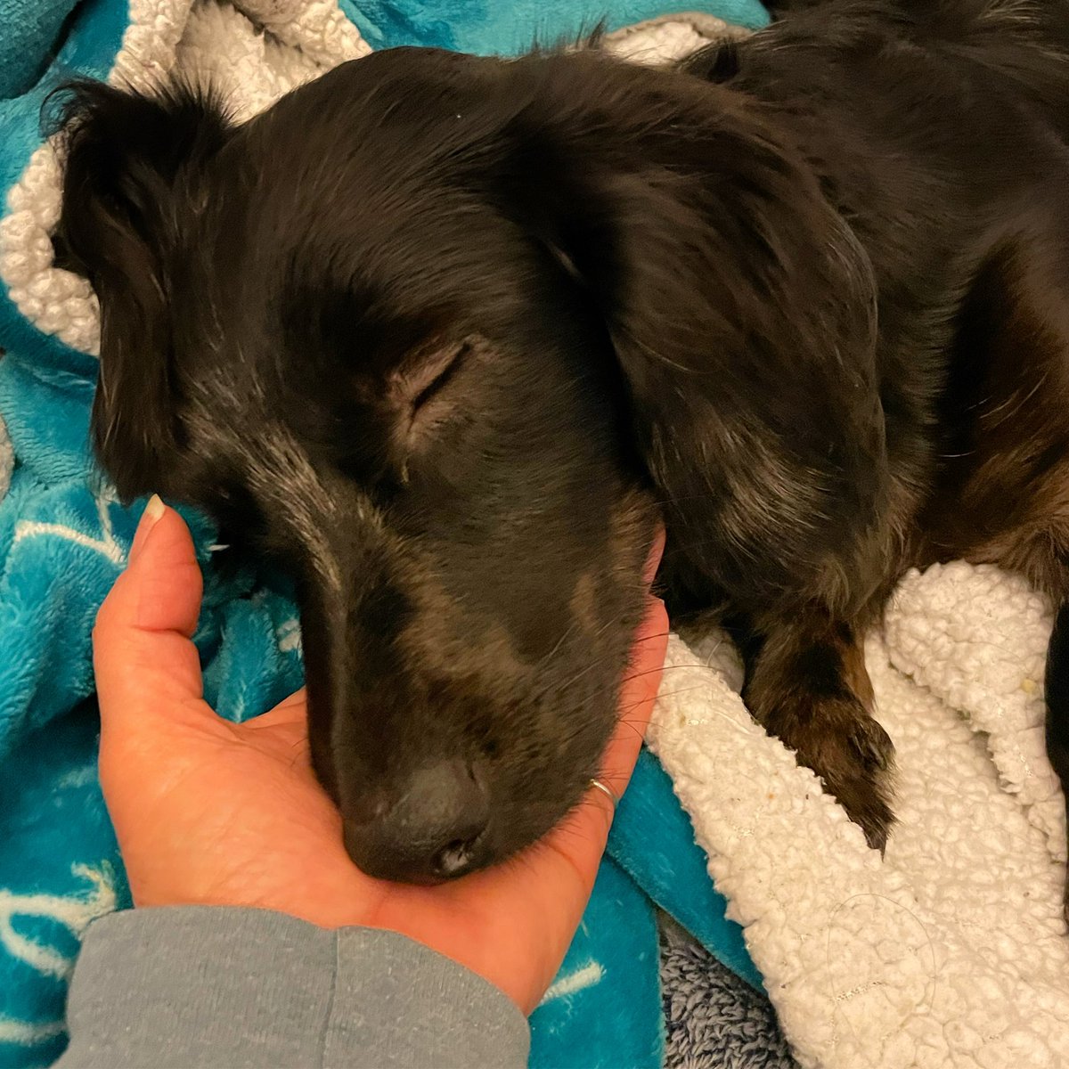 Marmitegirl's tweet photo. 127 hours dog style #cannotmove #DogsofTwittter https://t.co/egwpfDSjDB