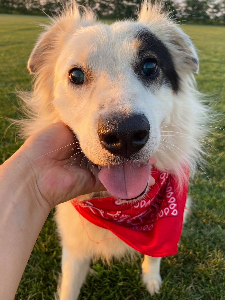 💥PIPER IS LOOKING FOR A FOREVER HOME IN BRISTOL💥He is in foster there &amp; will need a quiet, calm home with few visitors &amp; the space to be able to get away from those who do visit so a patient home with a garden will be fab. bdruk.org/adopt/animal/2… #rehomehour #TeamZay