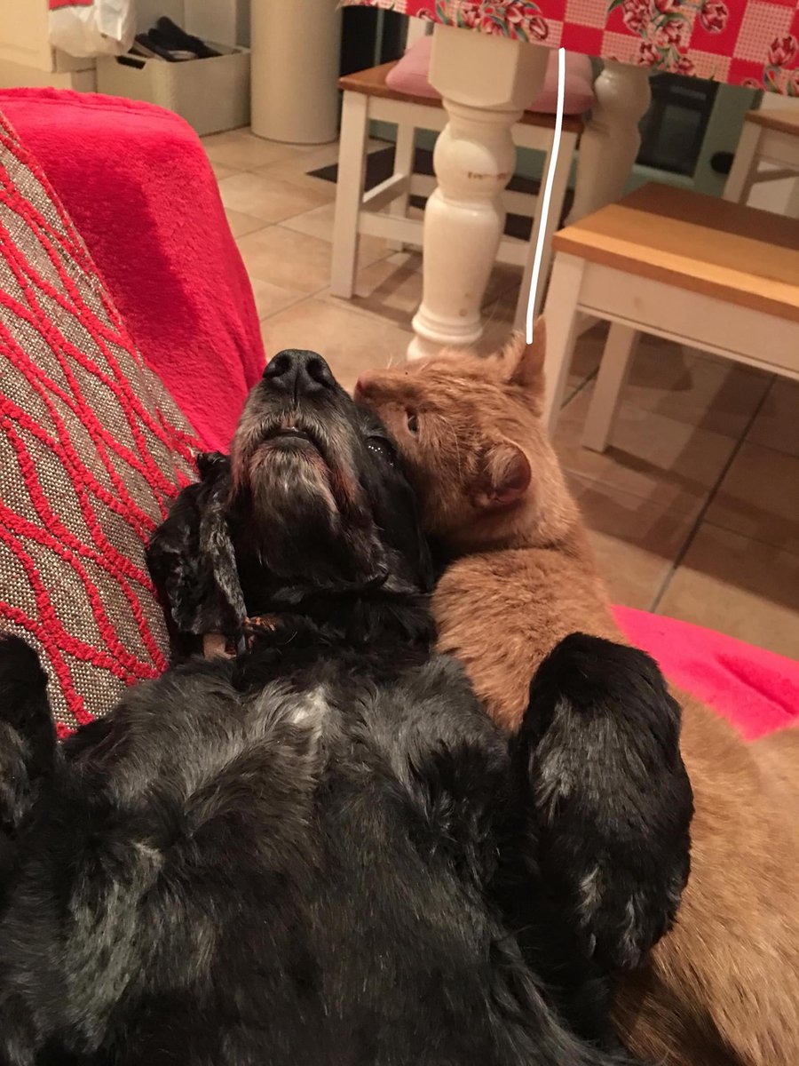 Siobhán Cronin🇺🇦 tweet media