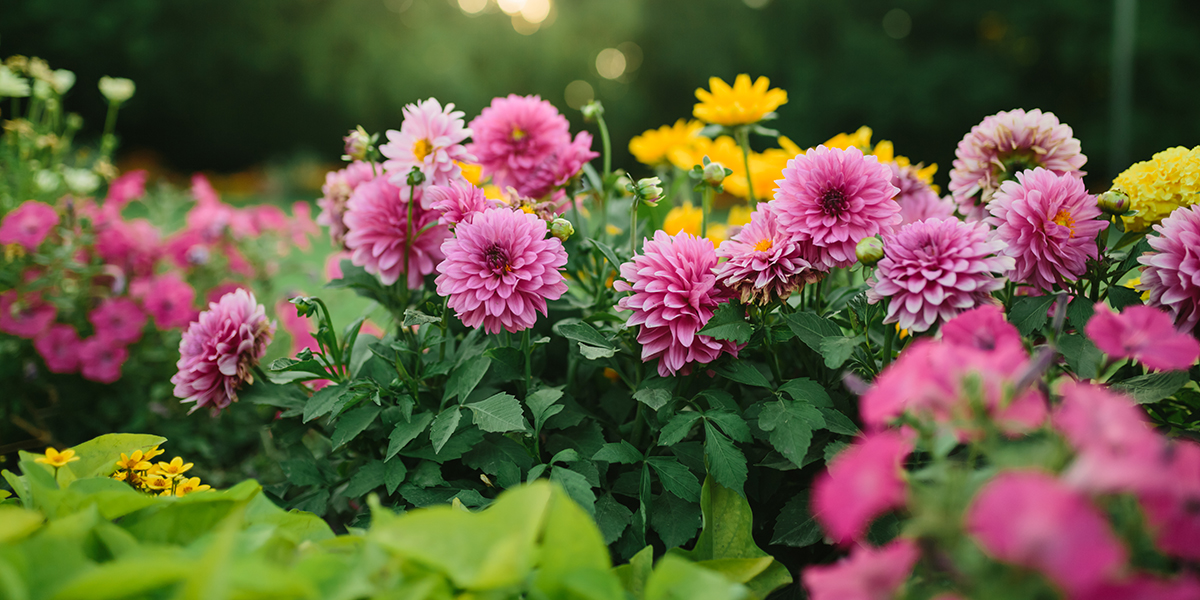 TownofWhitby's tweet photo. Joining an Advisory Committee is a great way to make a difference in your community! The #WhitbyInBloom Committee is looking for new members. Find out more here: https://t.co/LFRPnV2uNS https://t.co/B9h4K9X9Q8