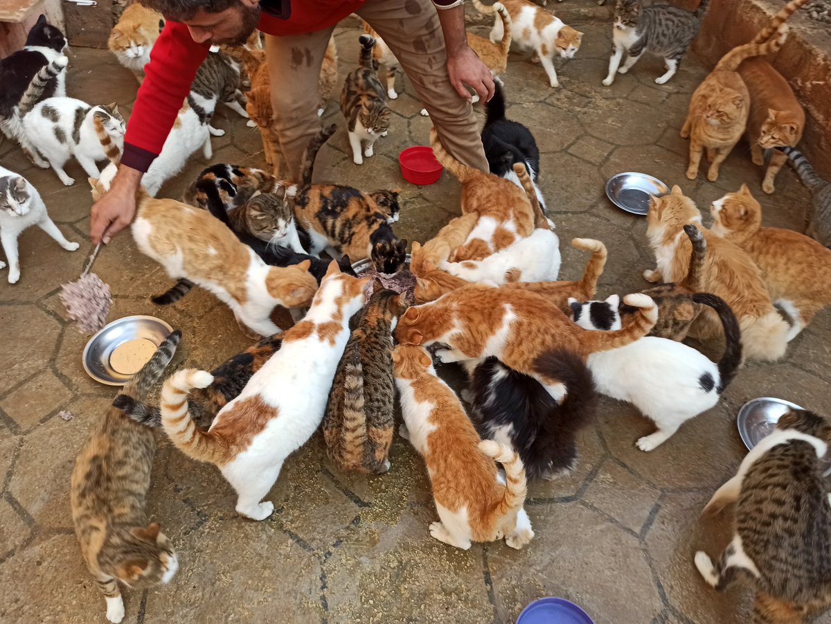SyrianSora's tweet photo. Please donate so we can feed hundreds of cats and dogs in our shelter And always preserve her life and health Without you nothing can be accomplished.Any donation helps.Thank you very much🙏❤
Paypal Donation Link
https://t.co/ospIf0SNI4
or a donation site
https://t.co/P0U9trU6gN https://t.co/cWxSP12szi