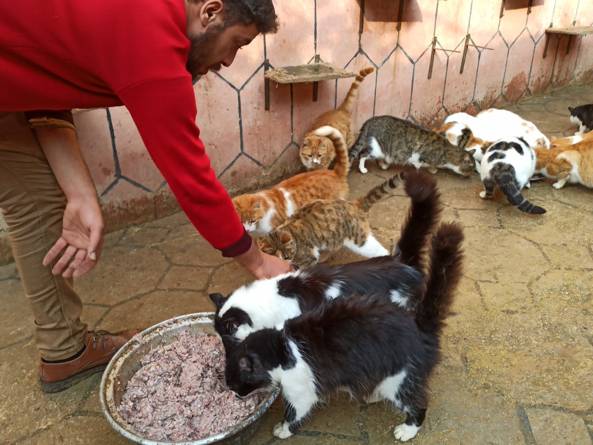 SyrianSora's tweet photo. Please donate so we can feed hundreds of cats and dogs in our shelter And always preserve her life and health Without you nothing can be accomplished.Any donation helps.Thank you very much🙏❤
Paypal Donation Link
https://t.co/ospIf0SNI4
or a donation site
https://t.co/P0U9trU6gN https://t.co/cWxSP12szi
