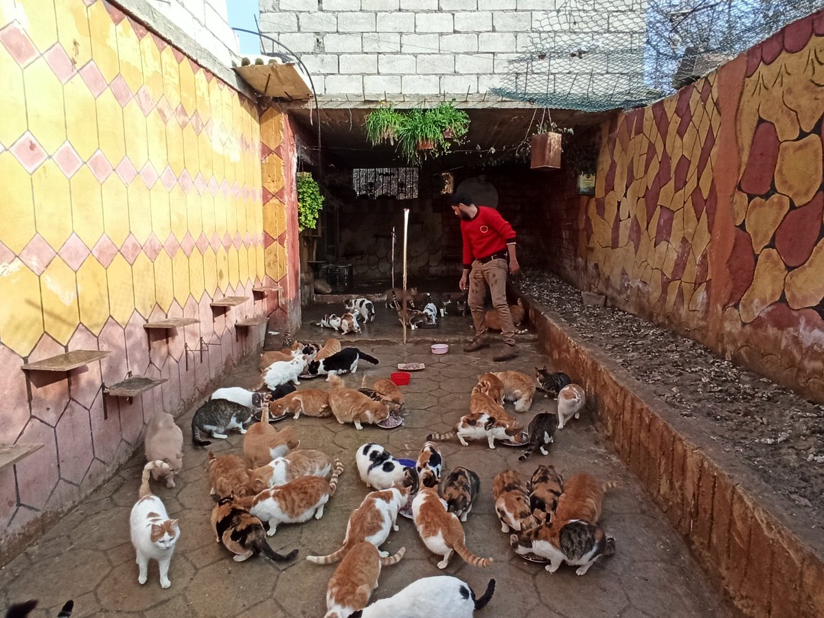 Please donate so we can feed hundreds of cats and dogs in our shelter And always preserve her life and health Without you nothing can be accomplished.Any donation helps.Thank you very much🙏❤
Paypal Donation Link
paypal.com/cgi-bin/webscr…
or a donation site
gofund.me/68ac09ec