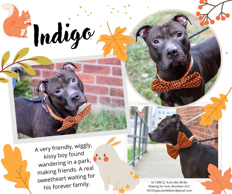 NMBewitched's tweet photo. 🥳🎉🥳Walter🥳🎉🥳
RESERVED 🍾🥂
Thank you #Rescue & #Foster
Mighty Village, tysvm
You Rock 🎸 💪 😎 🙌 ❤
#NeverGiveUp
#Pledging #Sharing & #Caring
We have 3 Kill Commands
Bam Bam, Indigo & Loki
New List at 6pm
Dance for Walter
Celebrate his Life
Eat a Tums
#FostersSaveLives https://t.co/JvhAZuPzCh